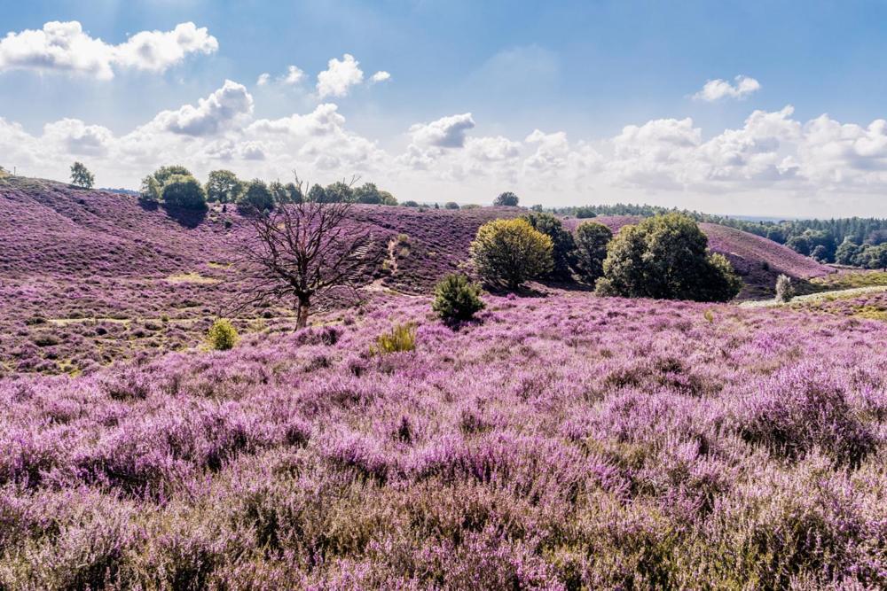 Sfeervolle Chalet Op De Veluwe In Hoenderloo Hotel Kültér fotó