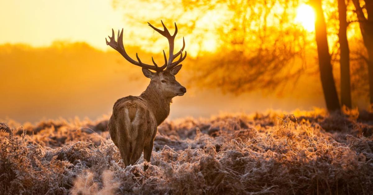 Sfeervolle Chalet Op De Veluwe In Hoenderloo Hotel Kültér fotó
